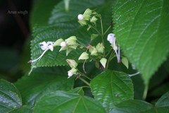 Clerodendrum infortunatum